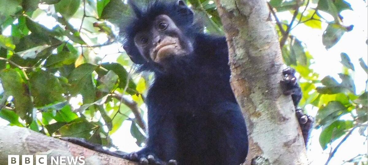 New monkey species with orange lips found 'hiding' in DR Congo forest
