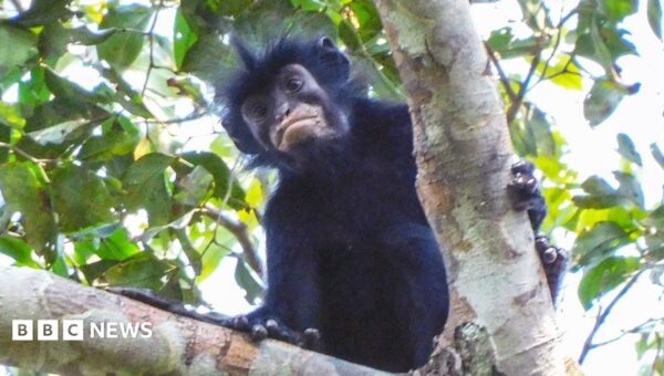 New monkey species with orange lips found ‘hiding’ in DR Congo forest