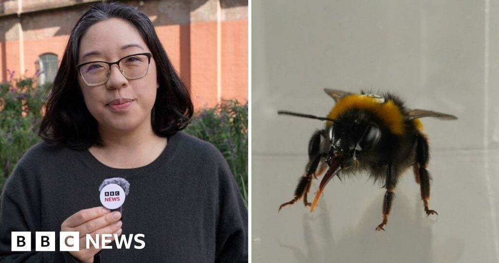 Do bees have feelings? Study reveals the insects' 'inner life'
