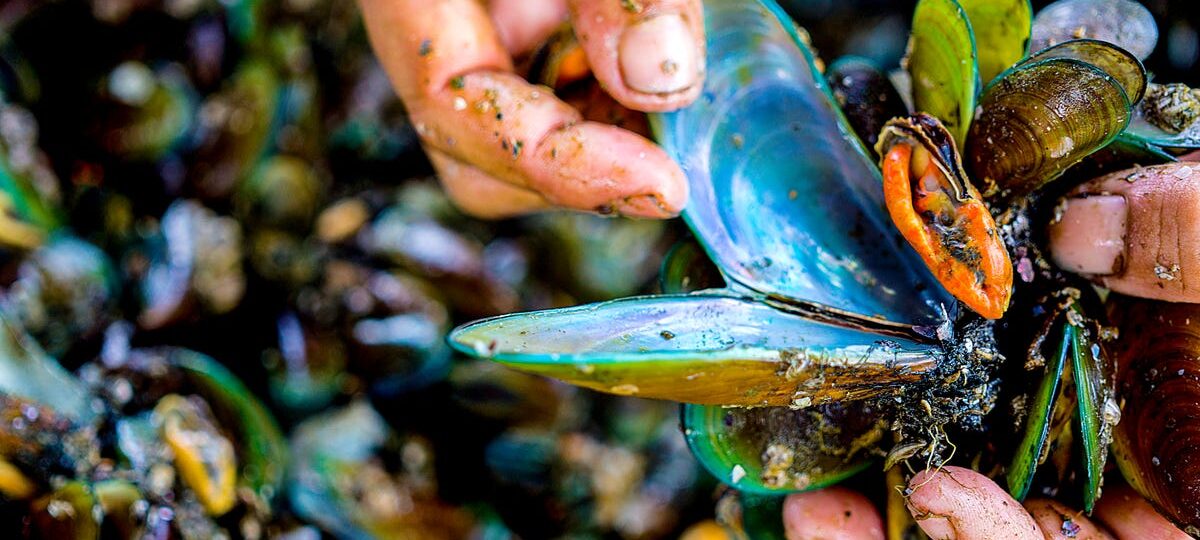 How families risk their lives harvesting toxic green mussels in Indonesia