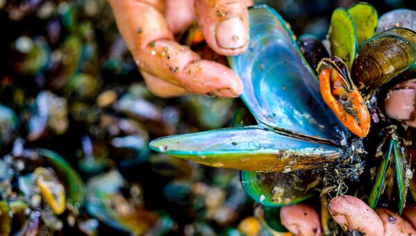 How families risk their lives harvesting toxic green mussels in Indonesia
