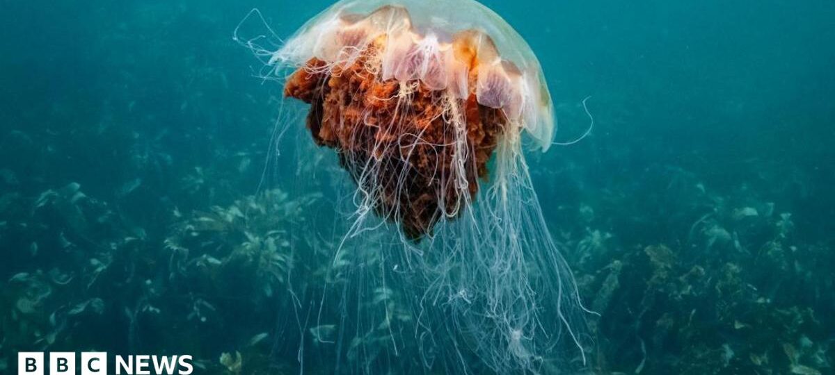 How afraid should we be of jellyfish off UK shores?