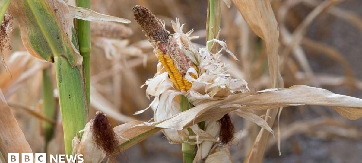 Sixteen starve to death in Uganda as drought kills crops