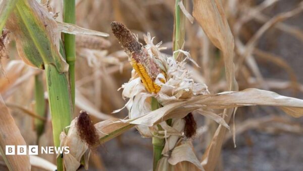 Sixteen starve to death in Uganda as drought kills crops
