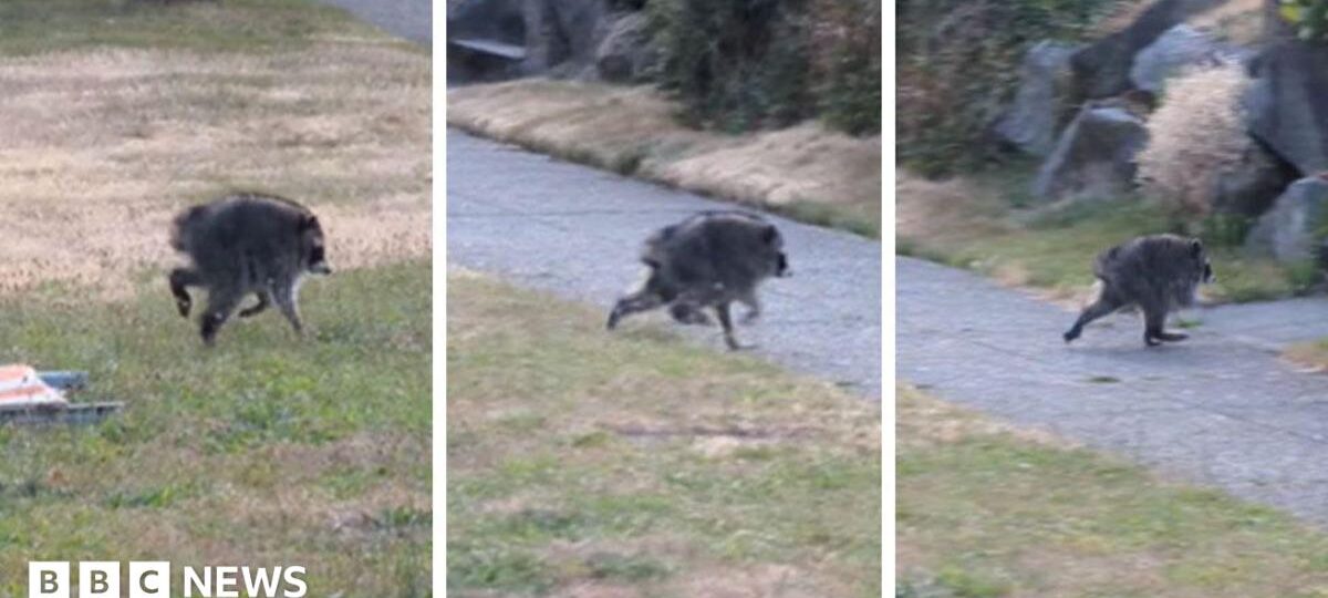 How Jimothy the raccoon became the internet's latest animal obsession