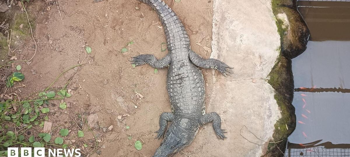 Zoo describes horror when boy attacked by crocodile