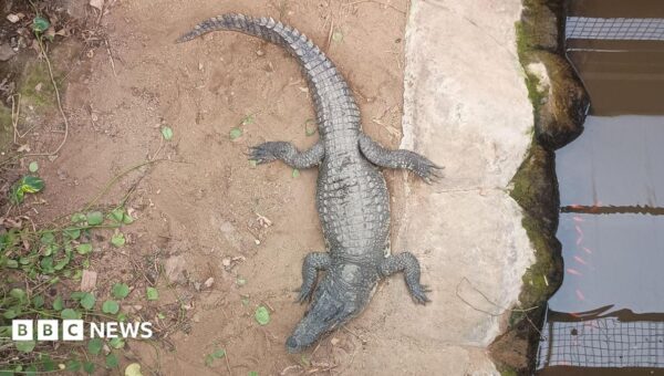 Zoo describes horror when boy attacked by crocodile