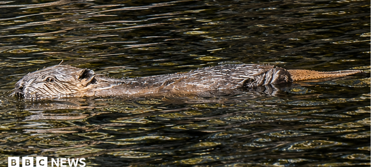 Highland glen sees first wild-born beavers in 400 years