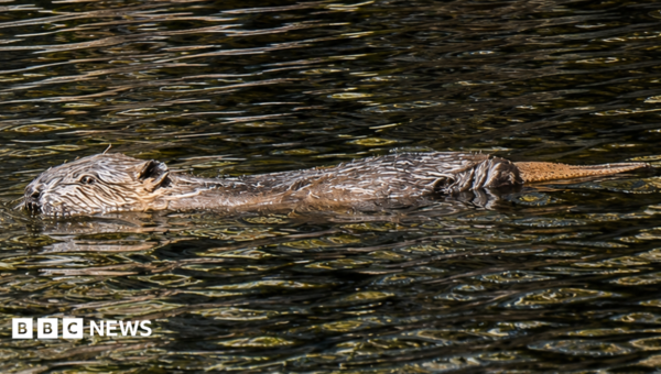 Highland glen sees first wild-born beavers in 400 years