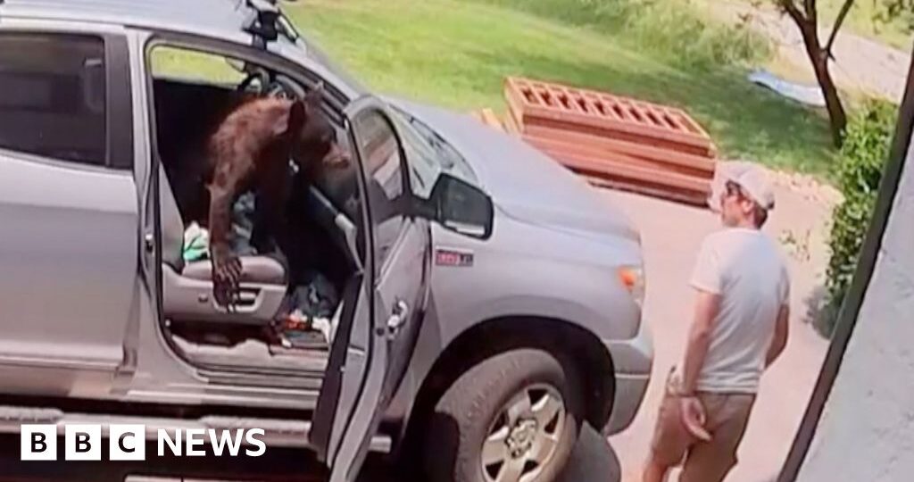 Watch: Man comes face-to-face with bear inside truck