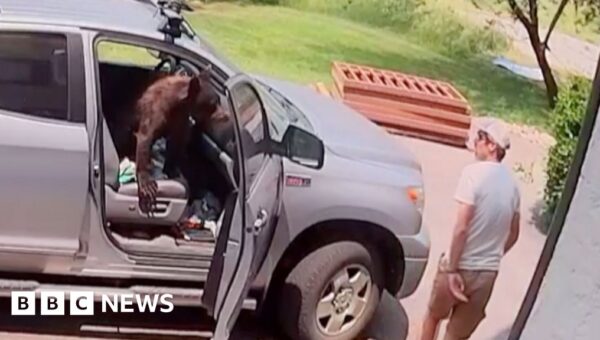 Watch: Man comes face-to-face with bear inside truck