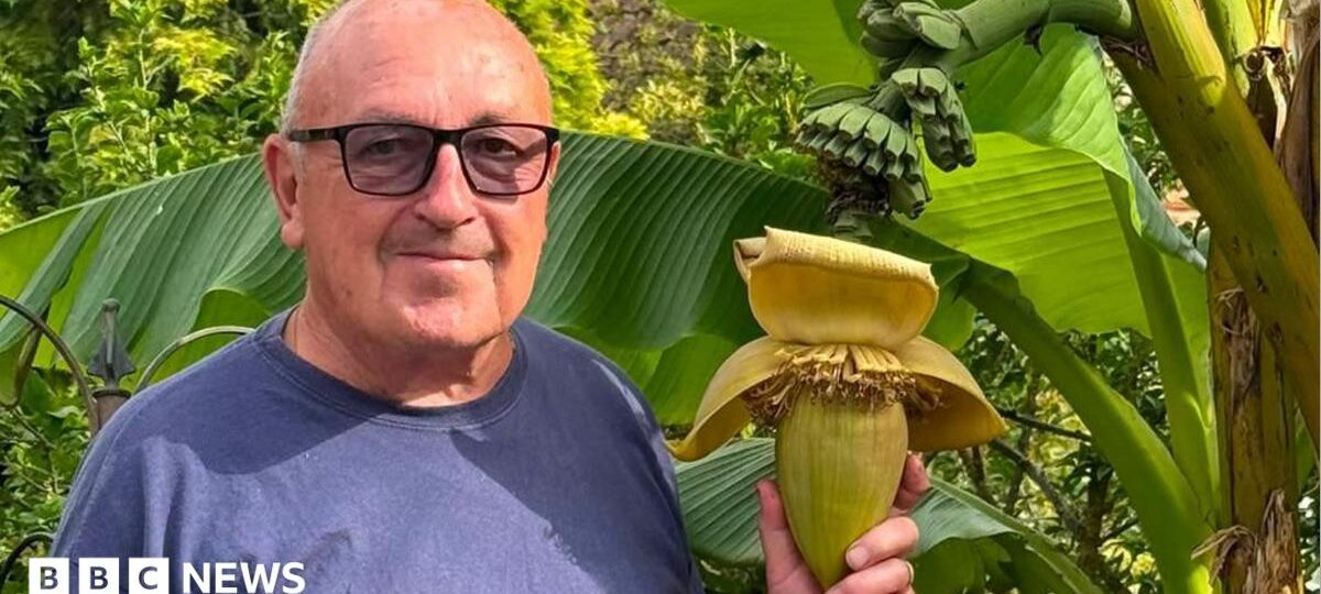 Bananas! Surprise as back garden plant bears fruit