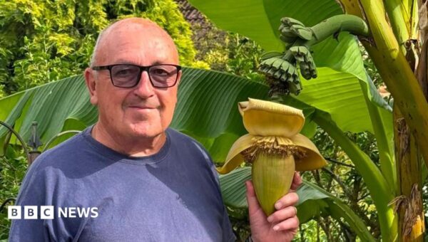 Bananas! Surprise as back garden plant bears fruit