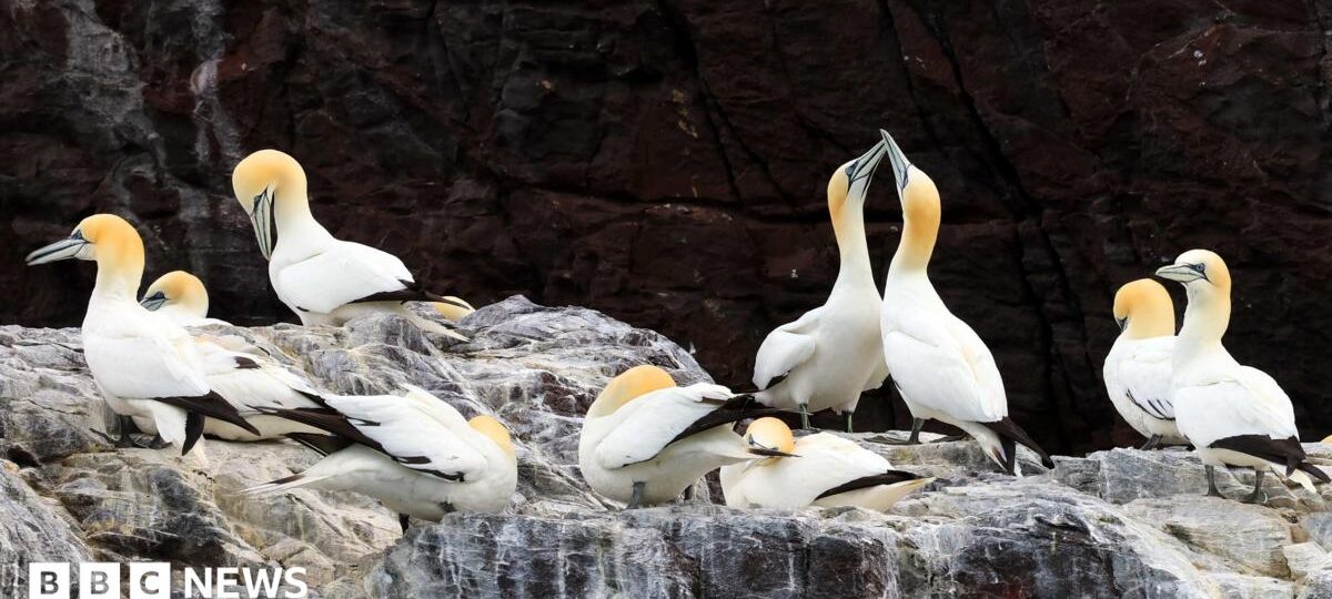 Gannet colonies could take 15 years to recover from bird flu
