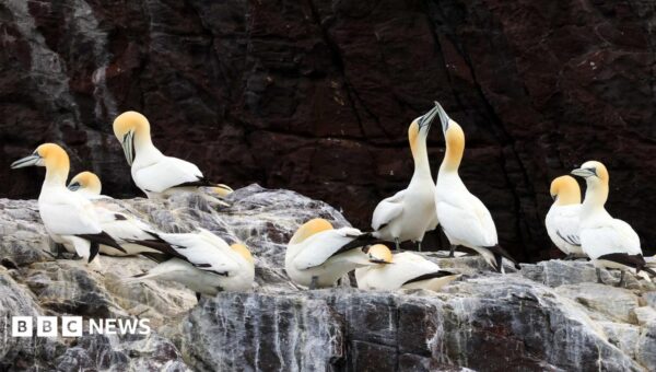 Gannet colonies could take 15 years to recover from bird flu