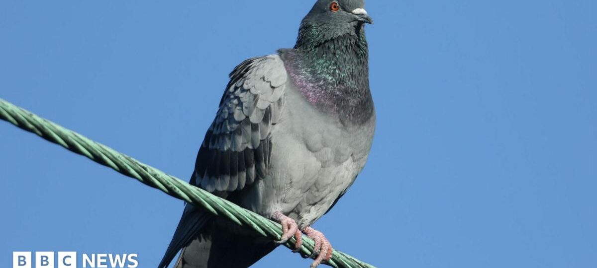 2,000 pigeons shot with rifles at railway stations