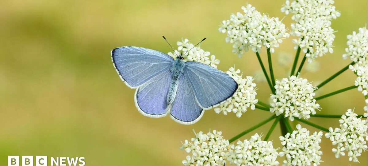 Britain 'set for bumper year' for butterflies