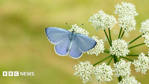 Britain ‘set for bumper year’ for butterflies