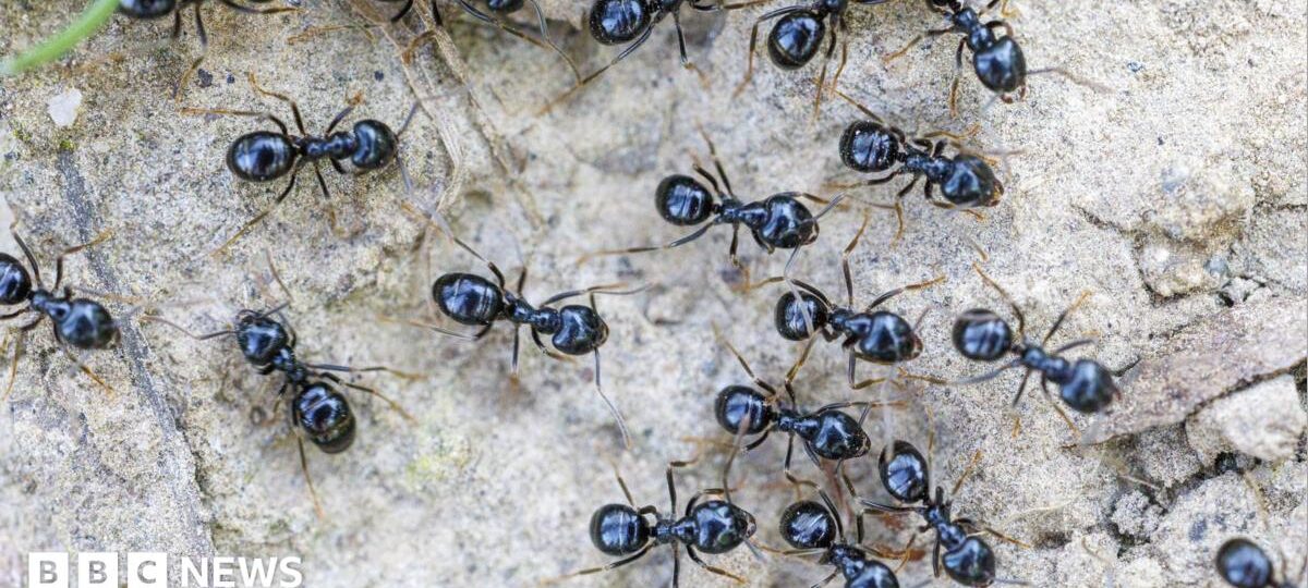 Michelin-starred restaurateur faces jail for using ants as dessert garnish