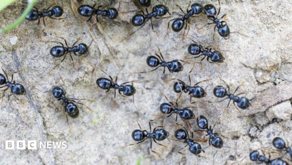 Michelin-starred restaurateur faces jail for using ants as dessert garnish
