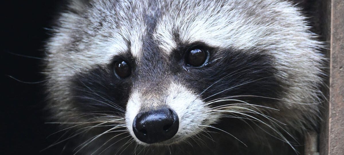 Jimothy the raccoon is proof that being weird, feral, and unknowable is the key to winning the internet