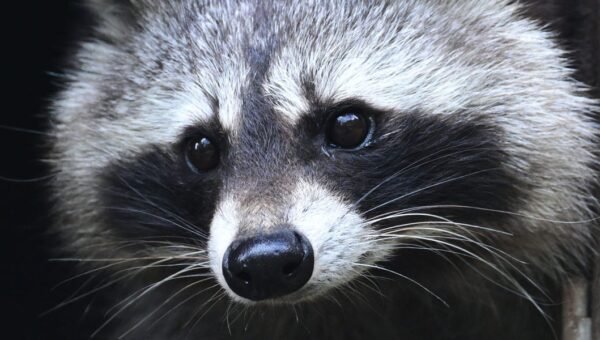 Jimothy the raccoon is proof that being weird, feral, and unknowable is the key to winning the internet