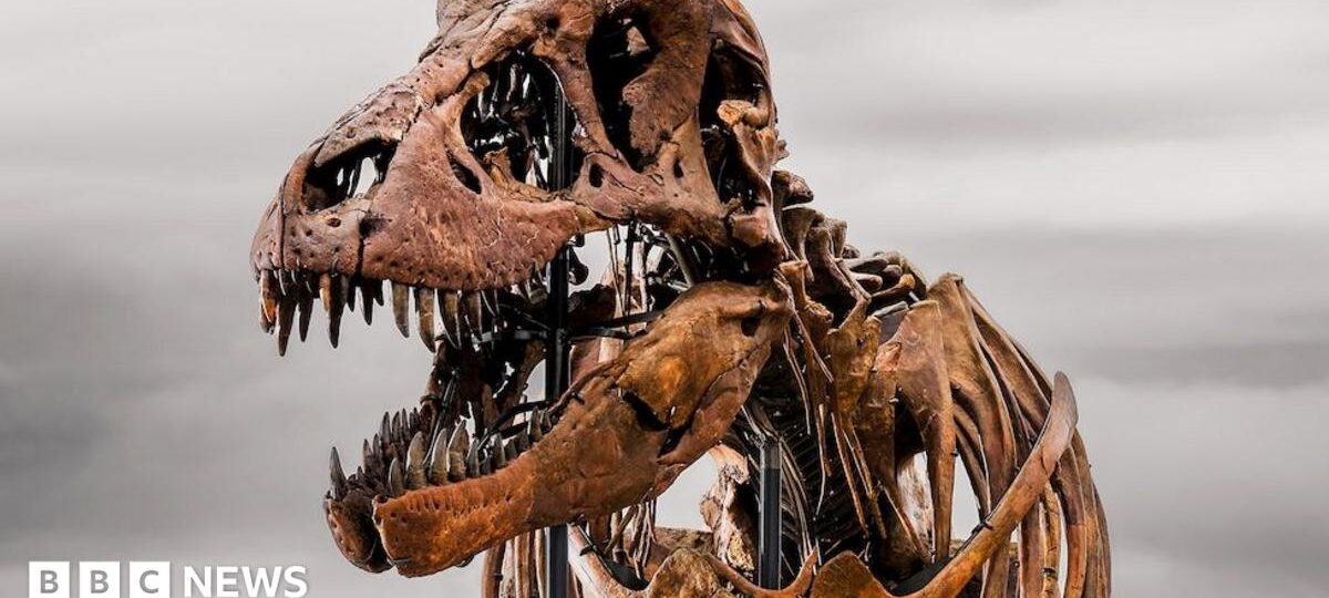 Weekly quiz: What name did scientists give this $50m dinosaur?