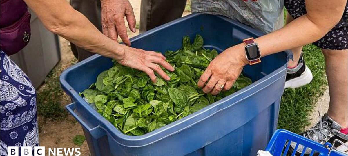 Using a bathroom 20 times a day - life in the middle of US cyclospora outbreak