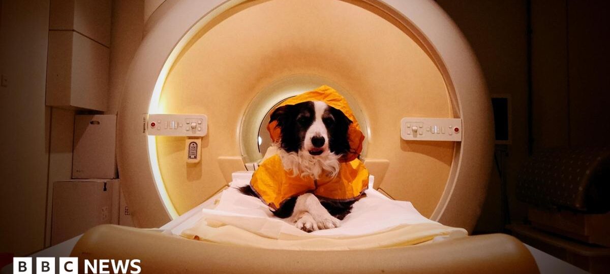 We should smile at our dogs - a new scientific study reveals why