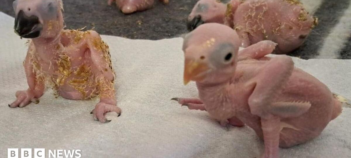 Parrot eggs hatch after suspected Thai smuggler arrested at South African airport