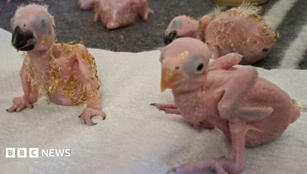 Parrot eggs hatch after suspected Thai smuggler arrested at South African airport