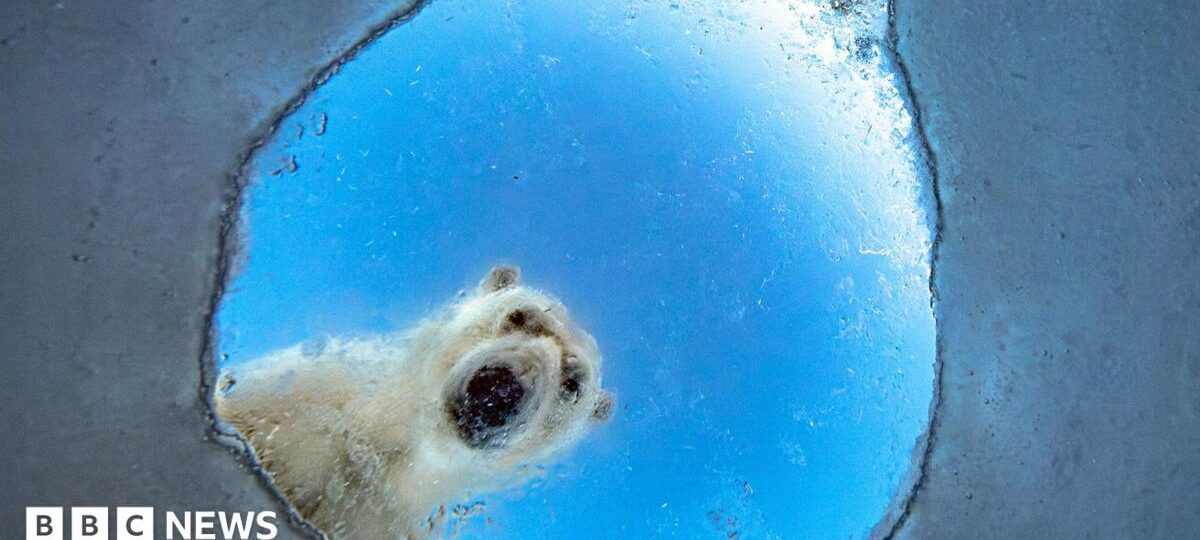 A nosy polar bear and a lucky squirrel: Wildlife Photographer of the Year 2026 shortlist