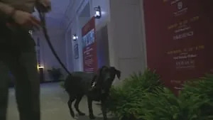 ATF K-9 teams sweep East Lake Golf Club to keep PGA tournament spectators safe