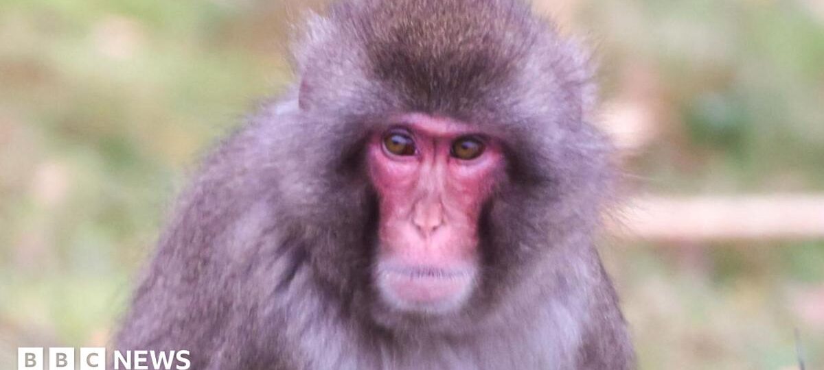 Monkey escapes from Highland Wildlife Park in Cairngorms