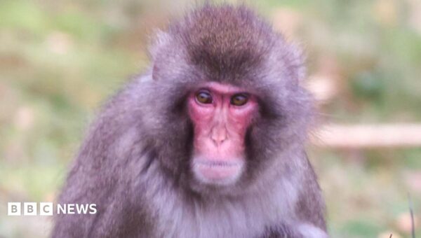 Monkey escapes from Highland Wildlife Park in Cairngorms