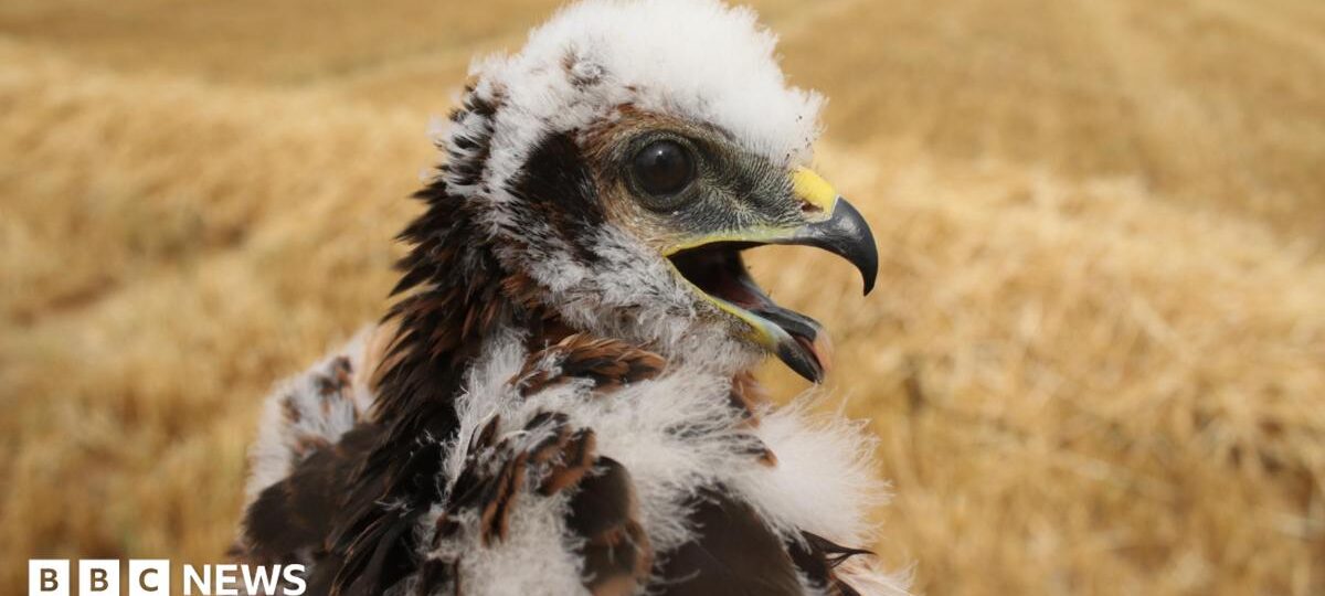 UK's rarest bird of prey rears new chicks in secret location