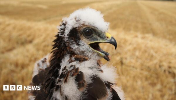 UK’s rarest bird of prey rears new chicks in secret location