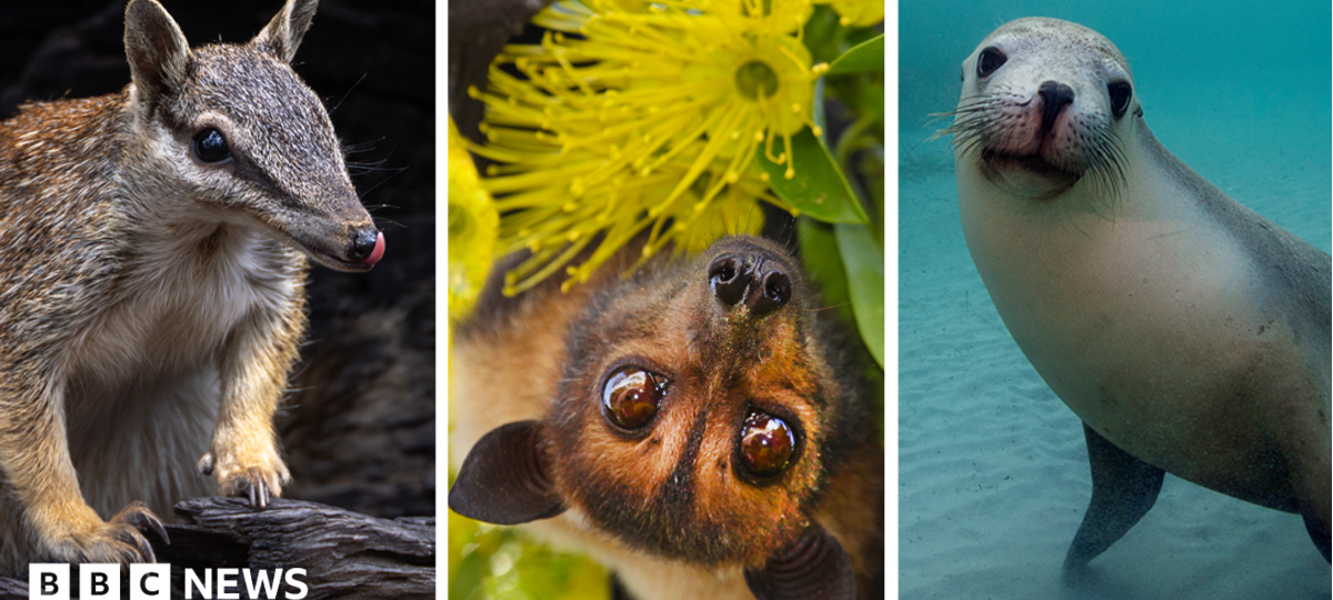 Australia is the planet's extinction hotspot, but one animal offers a glimmer of hope