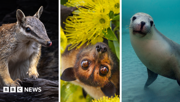 Australia is the planet’s extinction hotspot, but one animal offers a glimmer of hope