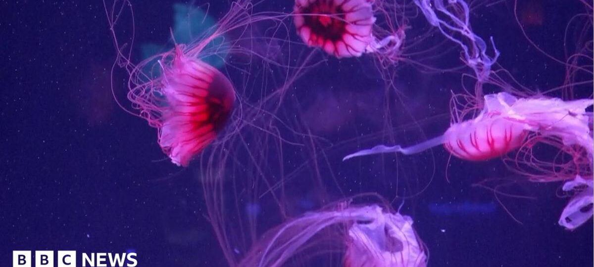 Jellyfish mesmerise in their own museum in Florida
