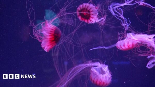 Jellyfish mesmerise in their own museum in Florida