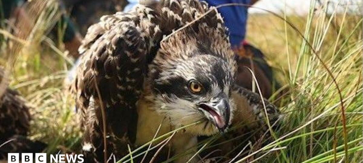 Birth of ospreys chicks on Anglesey is a first, experts say