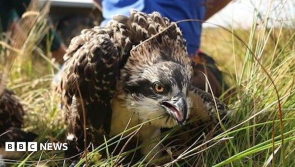 Birth of ospreys chicks on Anglesey is a first, experts say