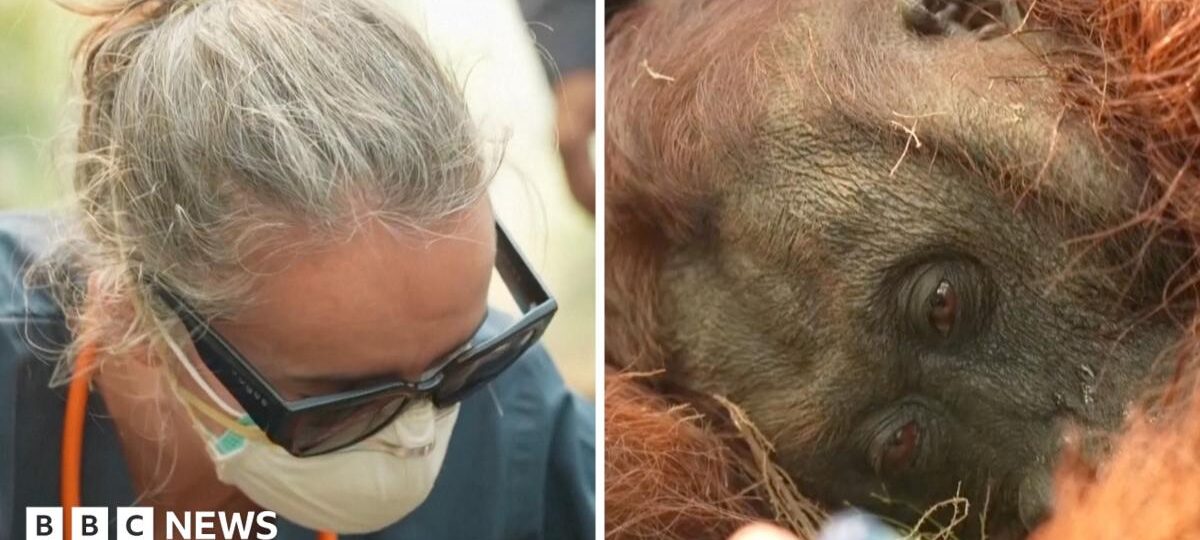 Orangutans in danger as wildfires blaze through Borneo