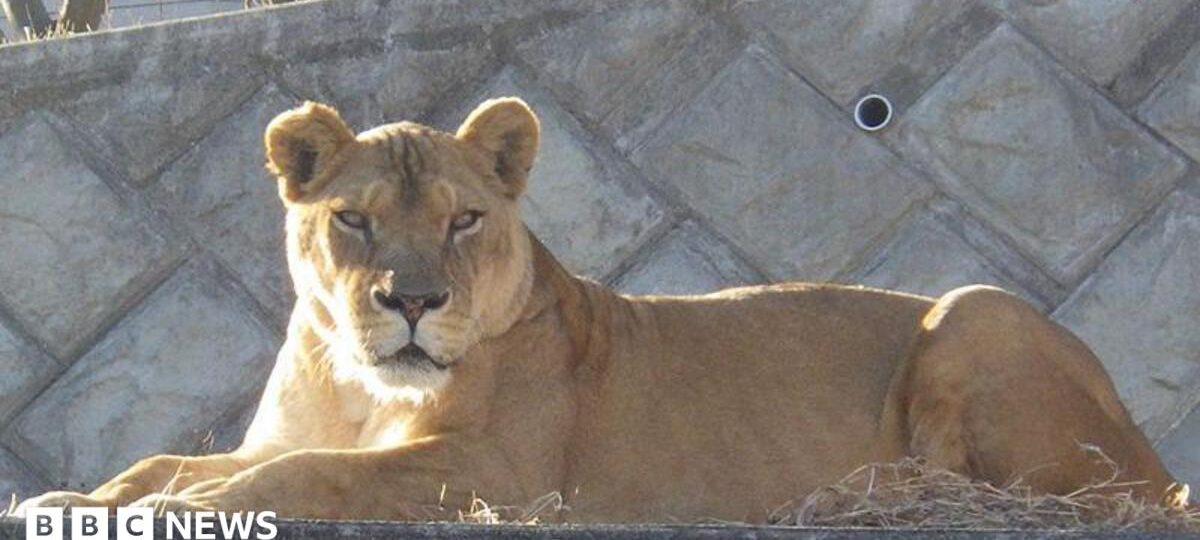 Three lions die in zoo as Japan battles extreme heat