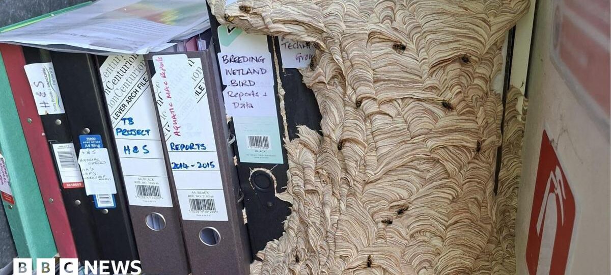 Huge wasp nest takes over wildlife trust's office