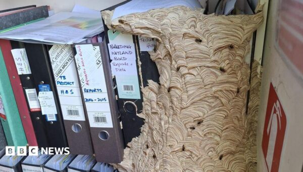 Huge wasp nest takes over wildlife trust’s office