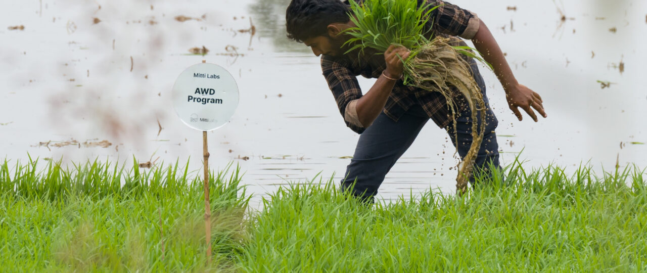 Saudi Aramco backs India’s Mitti Labs to make Asia’s rice farming more water-resilient