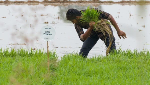 Saudi Aramco backs India’s Mitti Labs to make Asia’s rice farming more water-resilient