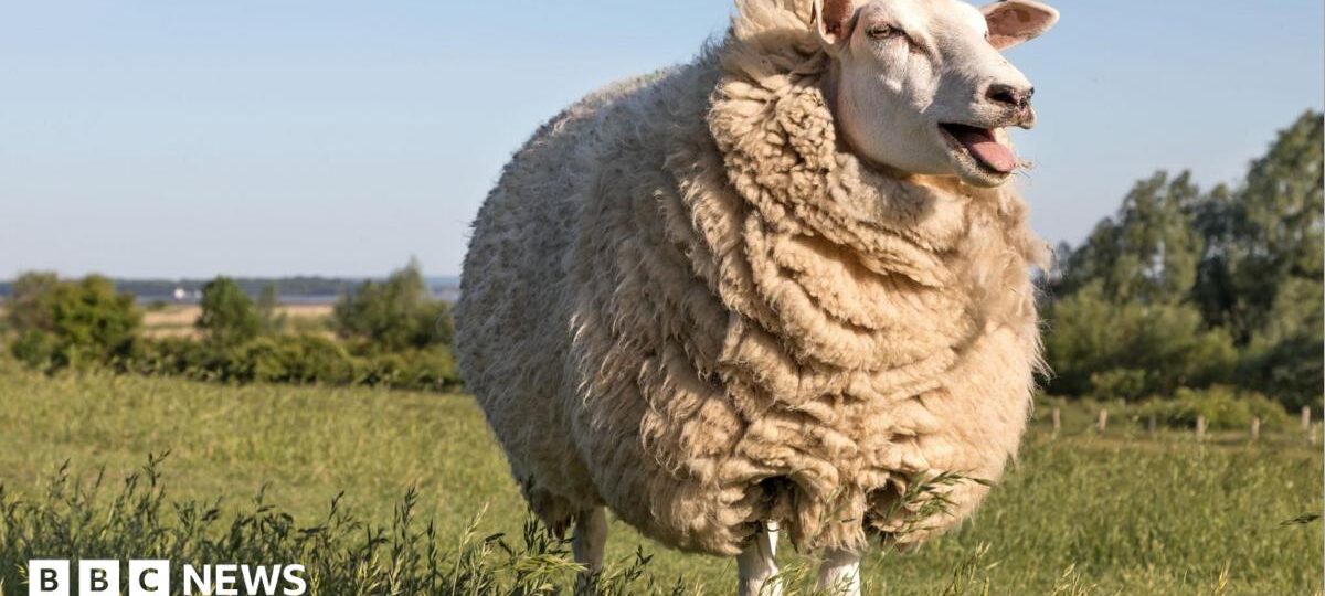 From jumpers to slug pellets - how British wool is back in demand